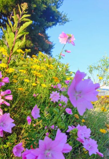 Gartenbau Aladdin 112