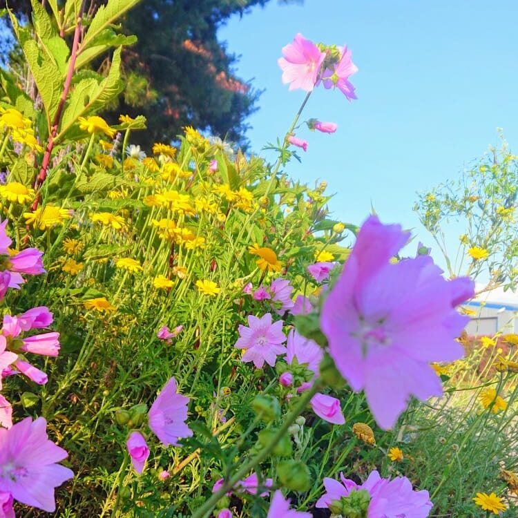 Gartenbau Aladdin 112