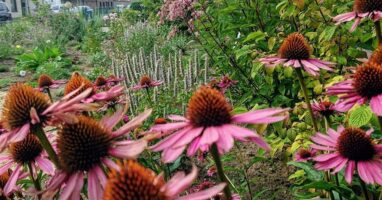 Gartenbau Aladdin 104