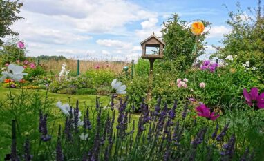 Gartenbau Aladdin 25