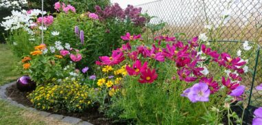 Gartenbau Aladdin 99