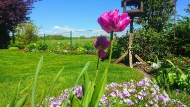 Gartenbau Aladdin 91