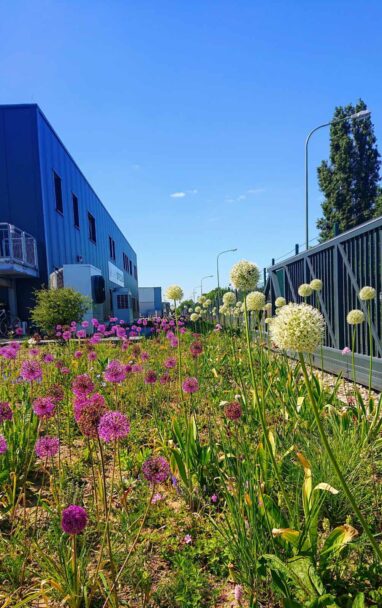 Gartenbau Aladdin 41