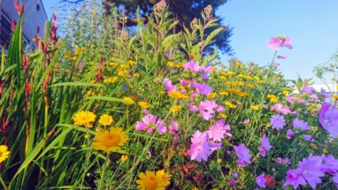 Gartenbau Aladdin 89