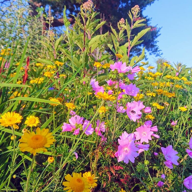 Gartenbau Aladdin 89