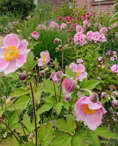 Gartenbau Aladdin 87