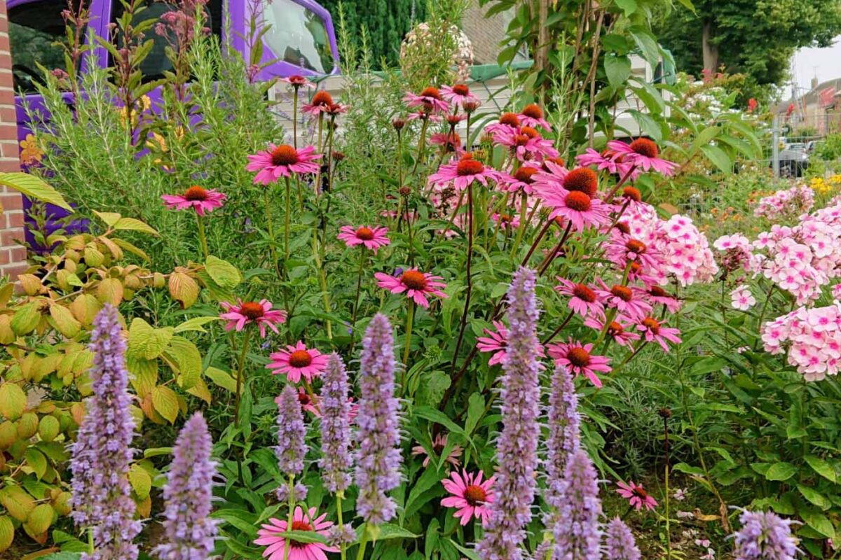 Gartenbau Aladdin 51