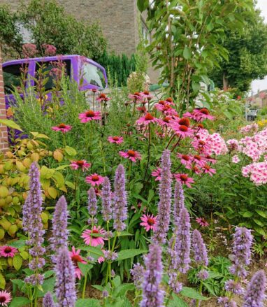 Gartenbau Aladdin 51