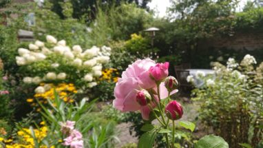 Gartenbau Aladdin 86