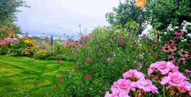 Gartenbau Aladdin 82