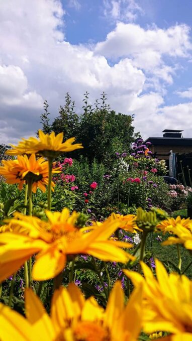 Gartenbau Aladdin 79