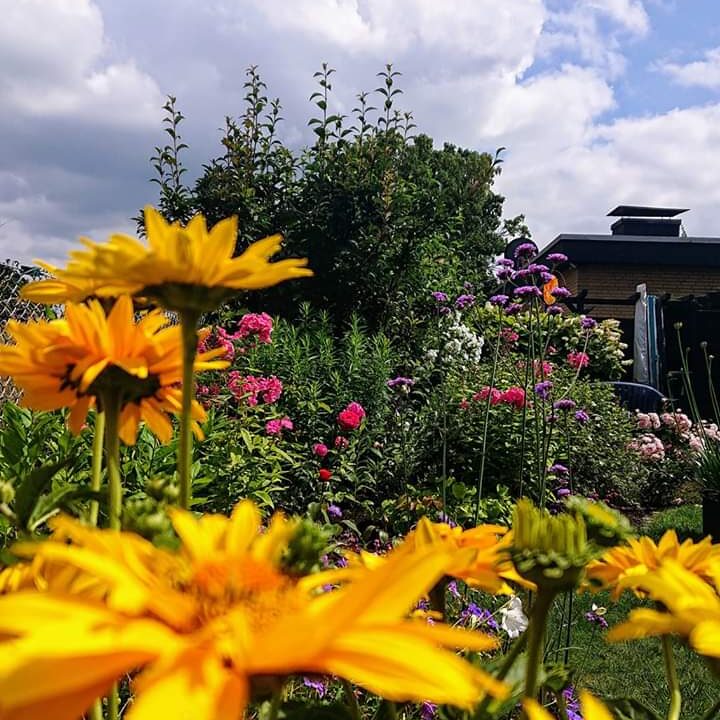 Gartenbau Aladdin 79