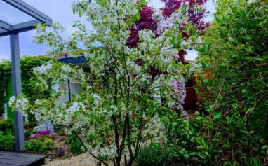 Gartenbau Aladdin 40