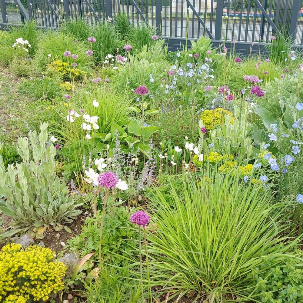 Gartenbau Aladdin 20