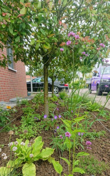 Gartenbau Aladdin 55