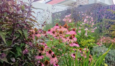 Gartenbau Aladdin 37