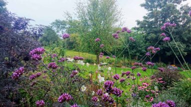 Gartenbau Aladdin 50