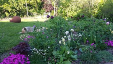 Gartenbau Aladdin 60