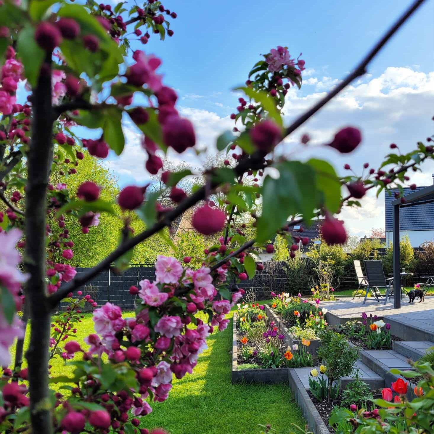 Gartenbau Aladdin 33