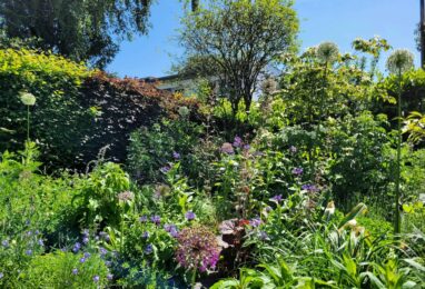 Gartenbau Aladdin 13