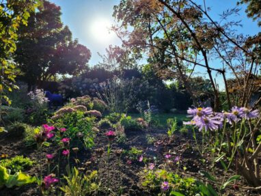 Gartenbau Aladdin 10