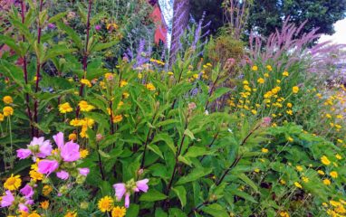 Gartenbau Aladdin 16